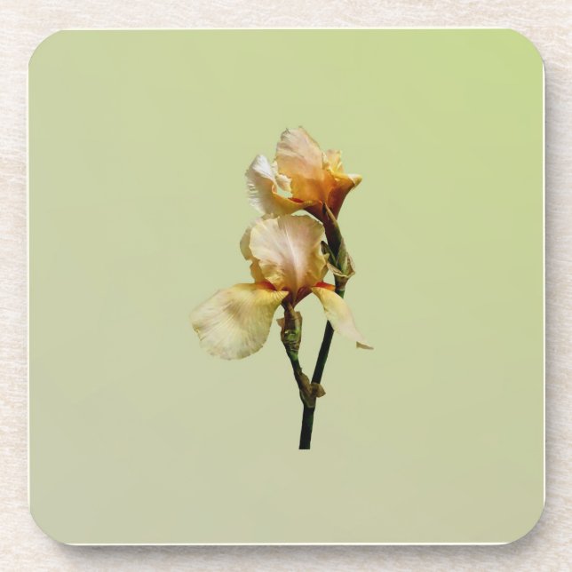 Peach Colored Irises Coaster (Front)