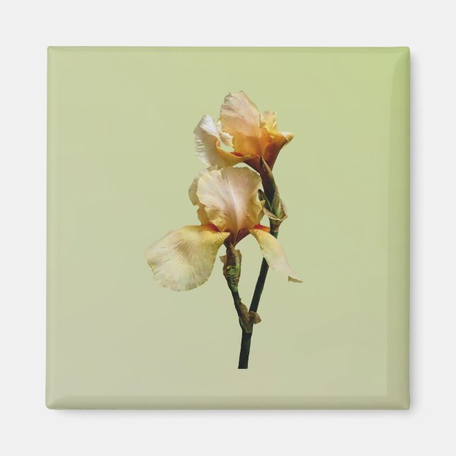 Peach Coloured Irises Magnet (Front)