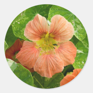 Peach Coloured Nasturtium Flower - Sticker Sheet