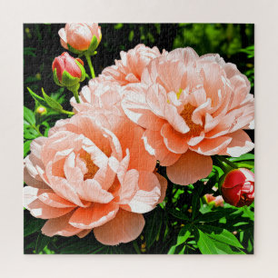 Peach-coloured peony flowers jigsaw puzzle