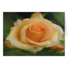 Peach Coloured Rose On Canvas Cards