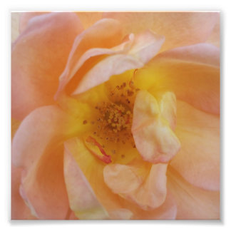Peach-Coloured Rose Photo Print