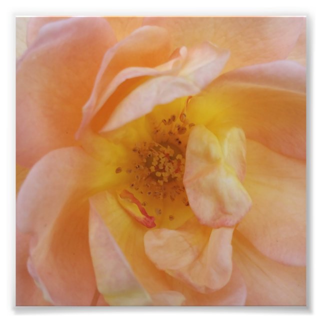 Peach-Coloured Rose Photo Print (Front)