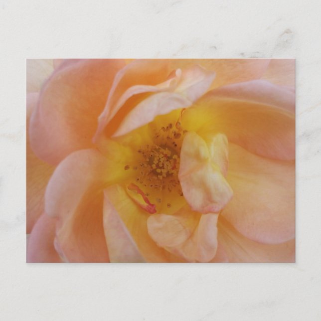 Peach-Coloured Rose Postcard (Front)