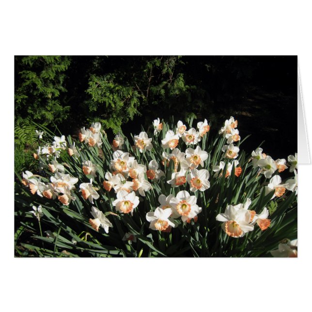 Peach Daffodiles (Front Horizontal)