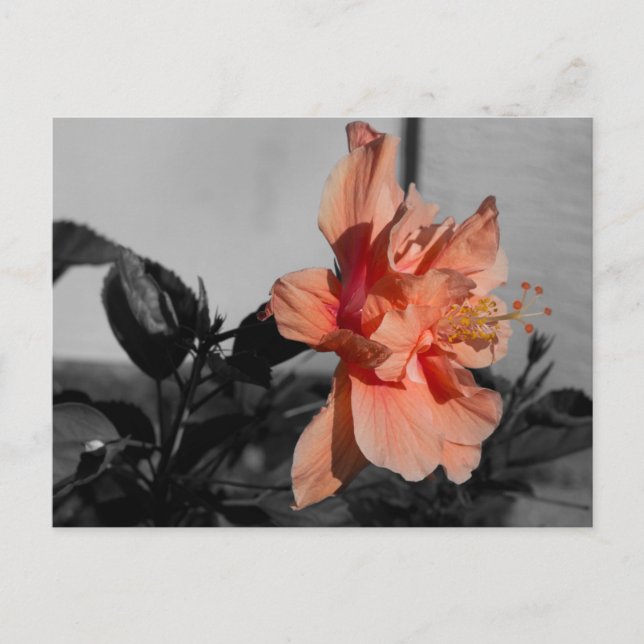 Peach Double Hibiscus Flower Selective Colour Phot Postcard (Front)