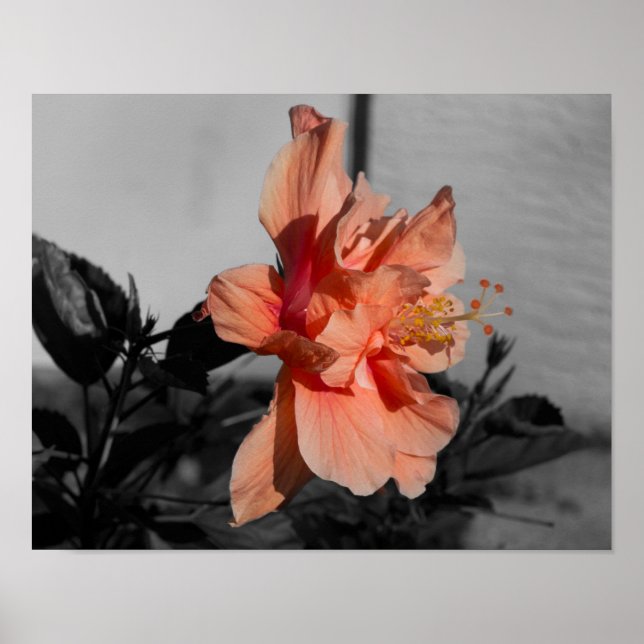 Peach Double Hibiscus Flower Selective Colour Phot Poster (Front)