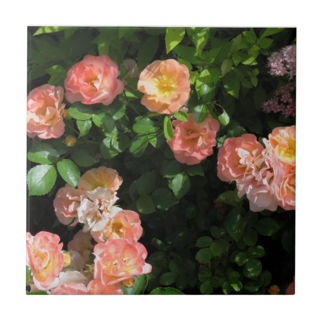 Peach Drift Roses Tile (Front)
