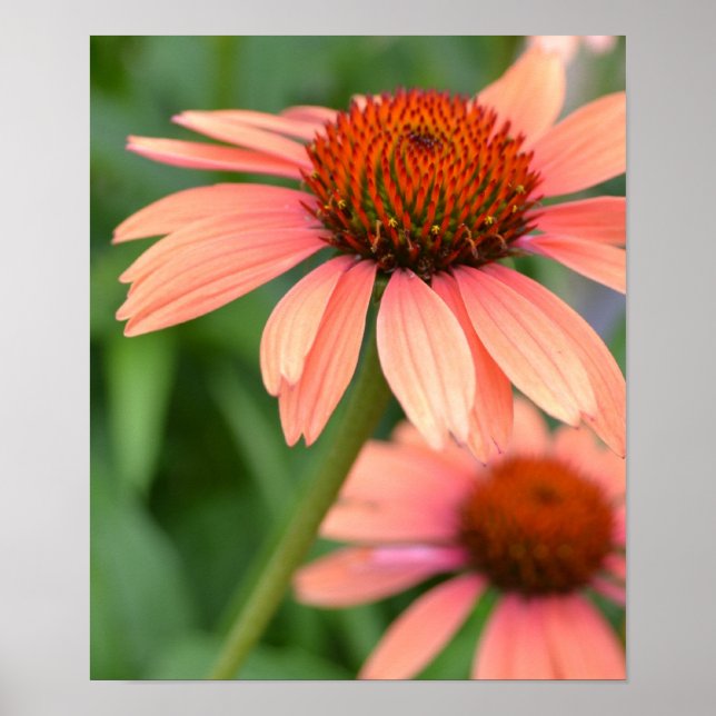 Peach Echinacea Flowers Poster (Front)