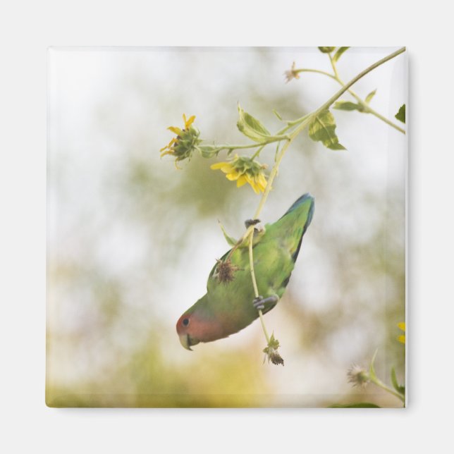peach faced love bird on a branch magnet (Front)