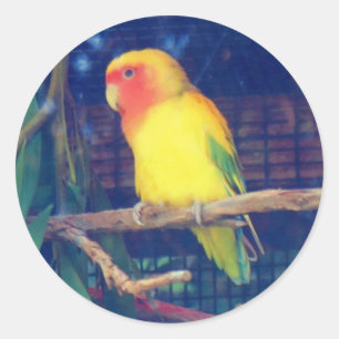 Peach-faced Lovebird #1 Stickers