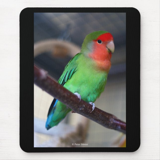 Peach-faced lovebird mouse pad (Front)