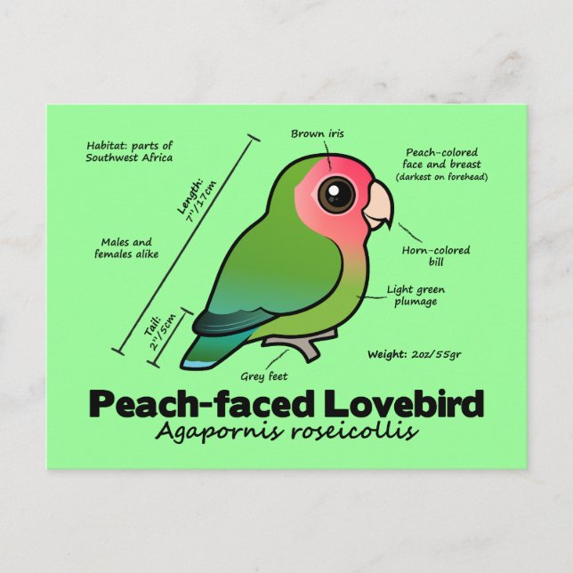 Peach-faced Lovebird Statistics Postcard (Front)