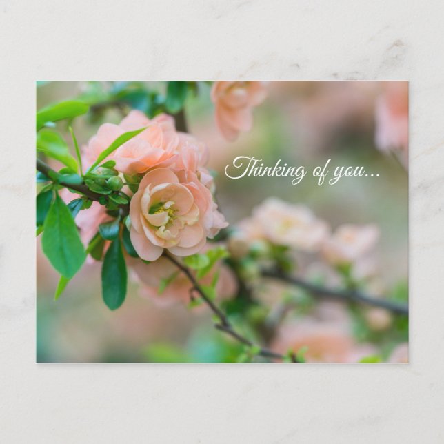 Peach Flowering Quince Thinking Of You Postcard (Front)