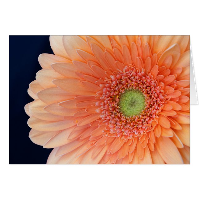 Peach Gerbera (Front Horizontal)