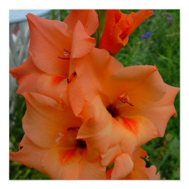 Peach Gladiola Poster (Front)