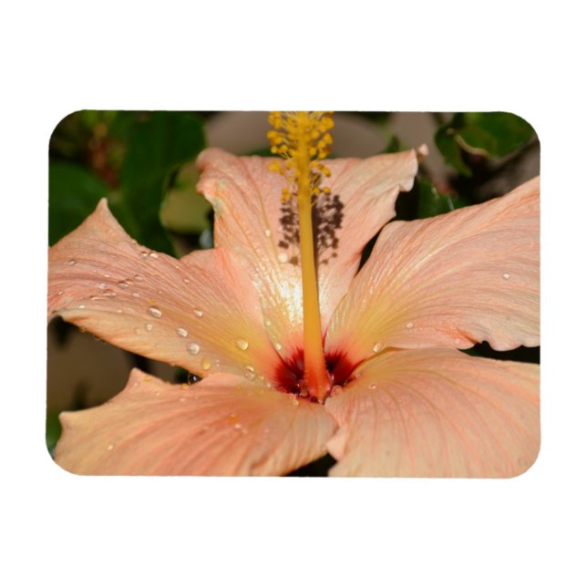 Peach Hibiscus flower Magnet (Horizontal)