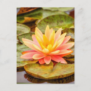 Peach Lotus Flower Postcard