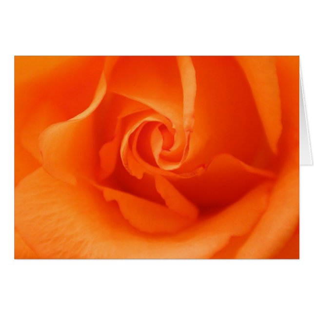 Peach Orange Rose (Front Horizontal)