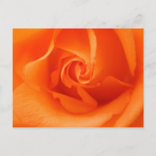 Peach Orange Rose Postcard
