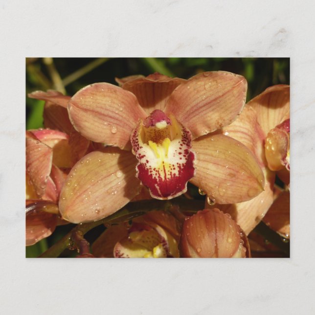 Peach Orchids with Raindrops Floral Postcard (Front)