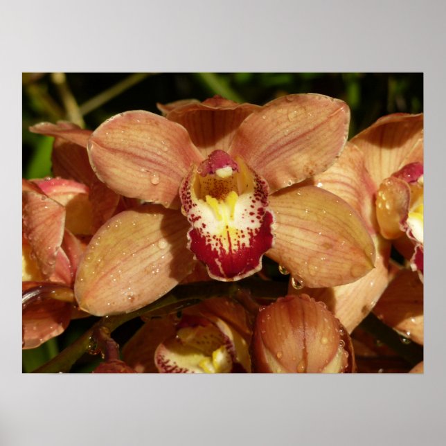 Peach Orchids with Raindrops Floral Poster (Front)