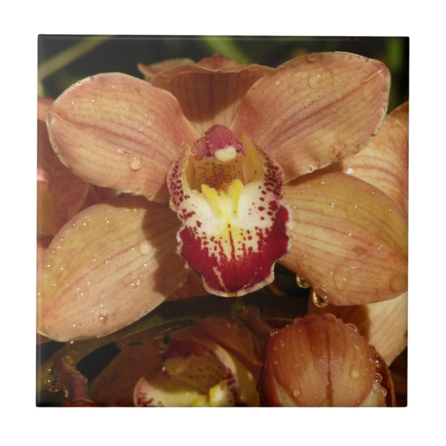 Peach Orchids with Raindrops Floral Tile (Front)