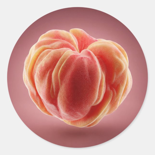 Peach Peel Texture Premium Printable Label Design (Front)