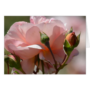 Peach Peony