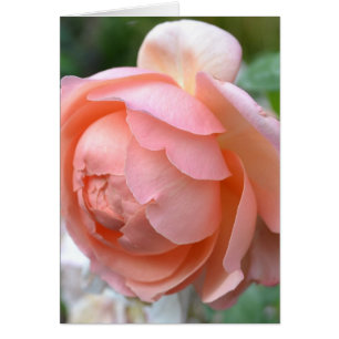 Peach Peony Card