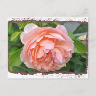 Peach Peony Postcard
