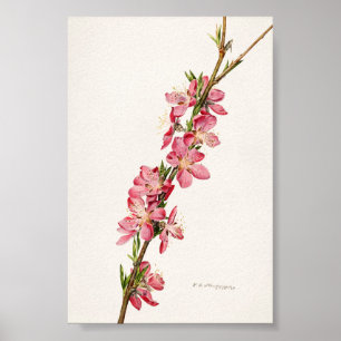 Peach Pink Flowers Watercolor Painting Poster