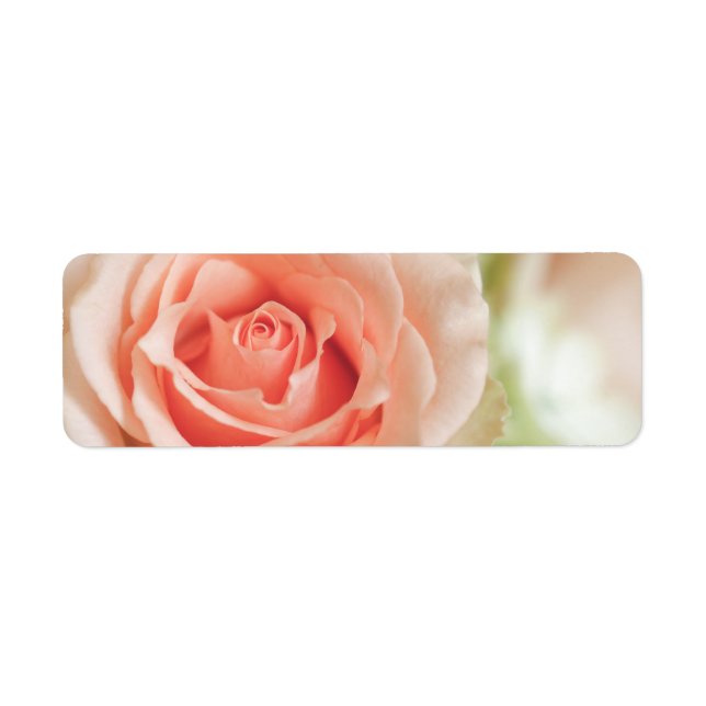 Peach Pink Rose Background Customised (Front)