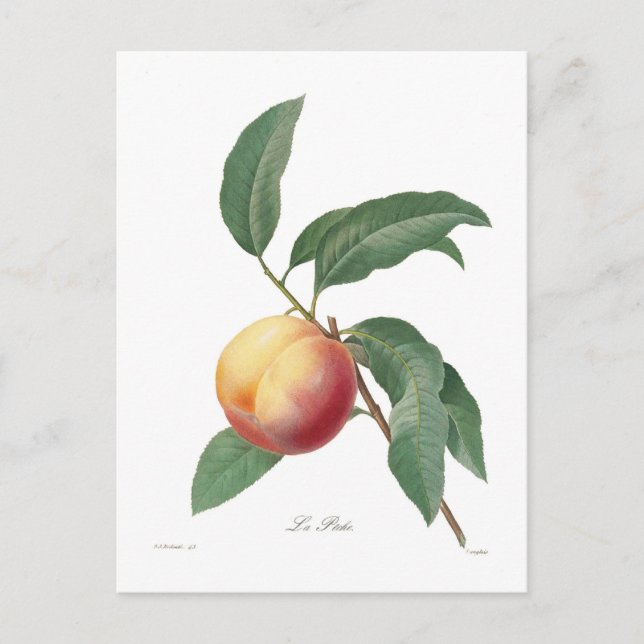 Peach Postcard (Front)