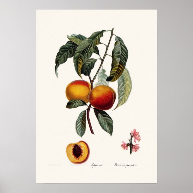 Peach Poster (Front)
