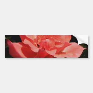 peach rose and dewdrops bumper sticker