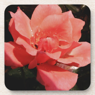 peach rose and dewdrops coaster