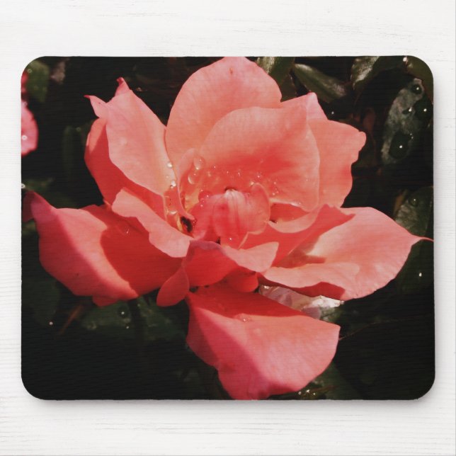 peach rose and dewdrops mouse pad (Front)
