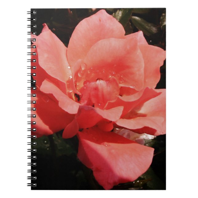 peach rose and dewdrops spiral notebook (Front)