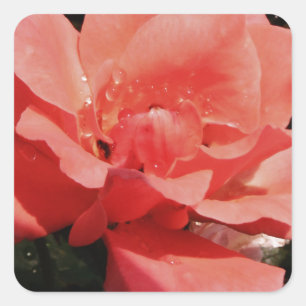 peach rose and dewdrops square sticker