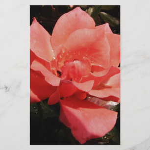 peach rose and dewdrops stationery