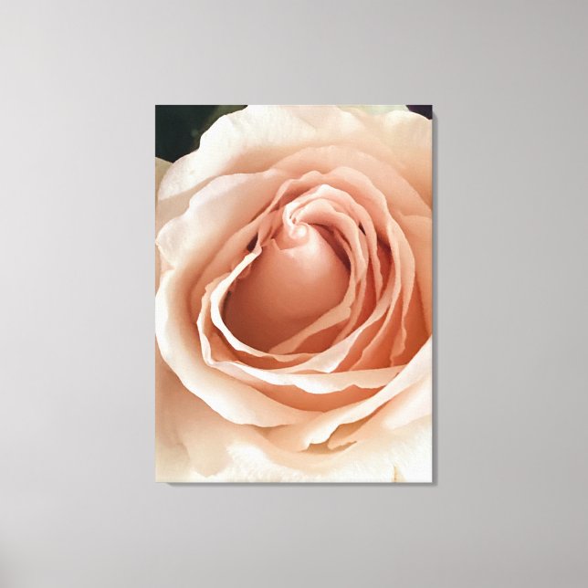 Peach Rose Canvas Print (Front)