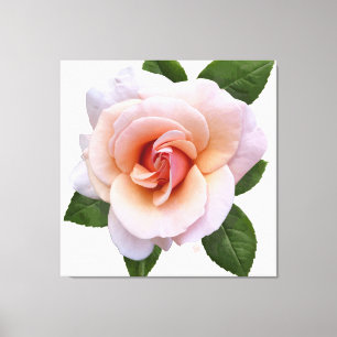 Peach Rose Canvas Print