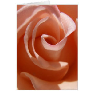 Peach Rose Card