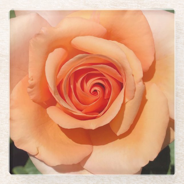 Peach Rose Glass Coaster (Front)