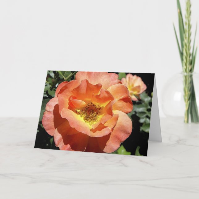 Peach Rose Holiday Card (Front)