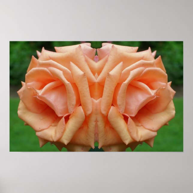 Peach Rose In Bloom Mirror Abstract Poster (Front)