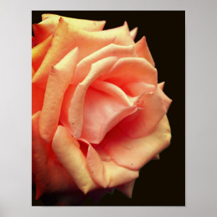 Peach Rose In Bloom Poster
