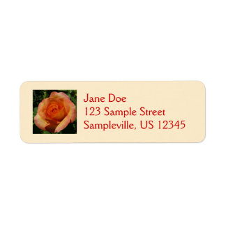 Peach Rose Orange Floral Photography
