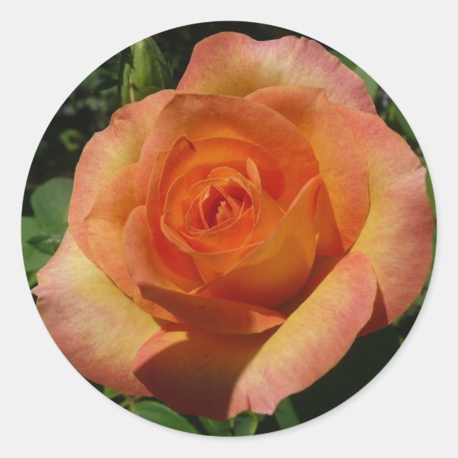 Peach Rose Orange Floral Photography Classic Round Sticker (Front)